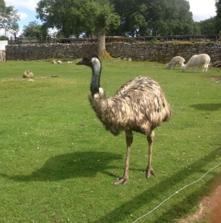 Stonehall Visitor Farm