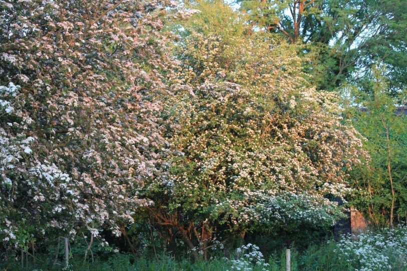 Adare Camping & Caravan Park